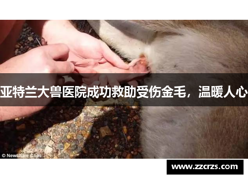 亚特兰大兽医院成功救助受伤金毛，温暖人心